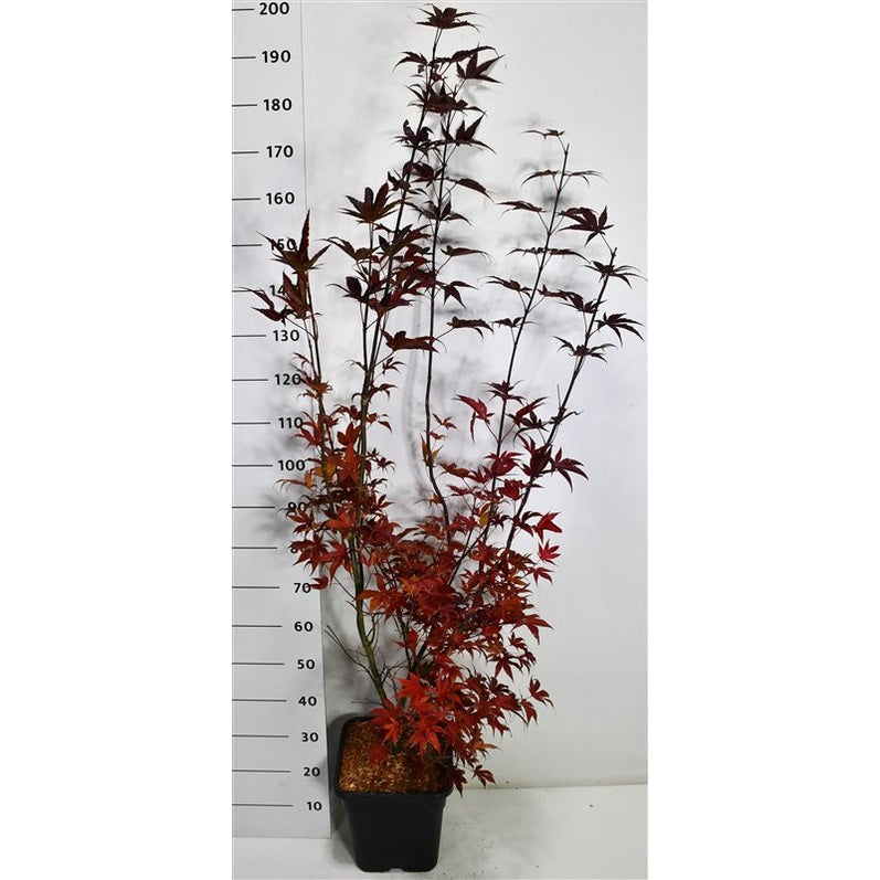 Japansk lönn – Acer palmatum 'Bloodgood' - C15 125-150 cm.